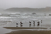 USA, Oregon, Bandon. Bandon Beach, Spätnachmittag am Strand