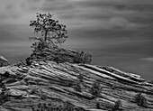 Eine Kiefer kämpft um ihre Existenz auf einem Steinhaufen im Zion National Park.