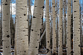 USA, Utah. Detail von Espenstämmen im Manti-La Sal National Forest.