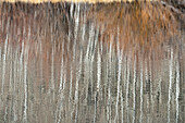 USA, Utah. Espen- und Weidenreflexionen am Warner Lake, Manti-La Sal National Forest.