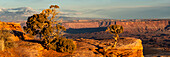 USA, Utah. Panoramic of twisted juniper at an overlook, Dead Horse Point State Park.