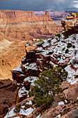 USA, Utah. Twisted juniper in the snow at an overlook, Dead Horse Point State Park.