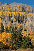 Vereinigte Staaten von Amerika, Utah. Bunte Herbstpappeln auf dem Boulder Mountain, Dixie National Forest.