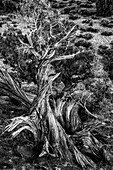 USA, Utah. Black and white image. Twisted Juniper surviving in the desert, Sand Flats Recreation Area, near Moab.