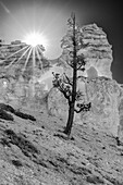 USA, Utah. Schwarz und weiß. Ponderosa-Kiefer und Hoodoos mit Starburst, Bryce Canyon National Park.