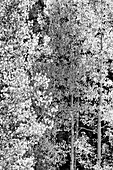 USA, Utah. Black and white, autumn aspen and ponderosa pine on Boulder Mountain, Dixie National Forest.