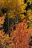 USA, Utah. Bunte Herbstpappeln und Ponderosa-Kiefern auf dem Boulder Mountain, Dixie National Forest.