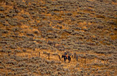 USA, Utah, Logan Highway 89 cowboy on horseback along fence line