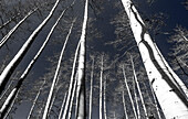 USA, Utah, Woodruff aspen trees along highway 39