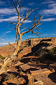 Dead Horse State Park. Utah, USA.