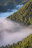 Nebel im Tal und an den Hängen der Olympic Mountains. Olympic National Park, Bundesstaat Washington