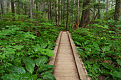 Heart of the Forest Trail Boardwalk Olympic National Park.