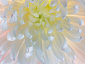 USA, Washington State, Seabeck. Chrysanthemum blossom close-up.