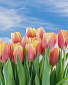 USA, Bundesstaat Washington, Seabeck. Rote und gelbe Tulpen in Blüte.