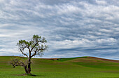 Lone tree in lentil field near Steptoe, Washington State, USA