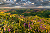 Lupinen-Wildblumen von der Steptoe Butte bei Colfax, Bundesstaat Washington, USA