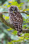 USA, Washington State, Sammamish. Barred Owl perched in Japanese Maple Tree