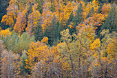 USA, Washington State. Big Leaf Maple trees in autumn colors near Darrington off of Highway 530