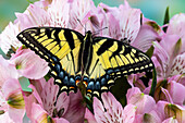 USA, Bundesstaat Washington, Sammamish. Östlicher Tigerschwalbenschwanz-Schmetterling auf Peruanischer Lilie