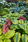 USA, Washington State, Sammamish. shade garden with Caladiums, Hosta.