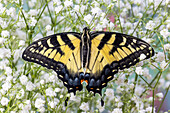 USA, Bundesstaat Washington, Sammamish. Östlicher Tigerschwalbenschwanz Schmetterling