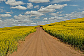 USA, Washington State, Palouse. Springtime landscape dirt roadway and Canola fields