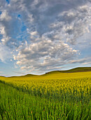 USA, Washington State, Palouse. Springtime landscape and Canola fields