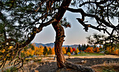 USA, Washington State, Winthrop, Sun Mountain and lone pine tree