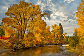 USA, Bundesstaat Washington. Cottonwoods und wilde Hartriegelbäume in Herbstfarben entlang des Yakima River