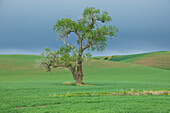 USA, Bundesstaat Washington, Whitman County, Palouse. Einsamer Baum.