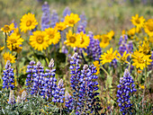 USA, Washington State, Klickitat County. Springtime bloom with mass fields of Lupine and Arrowleaf Balsamroot near Dalles Mountain Ranch State Park.