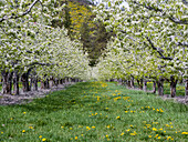 USA, Washington State, Chelan County. Orchard and rows of fruit trees in bloom in spring.