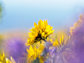 USA, Bundesstaat Washington. Nahaufnahme von Pfeilblättrigem Springkraut und Lupine