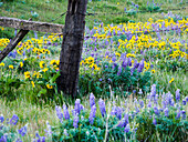 USA, Bundesstaat Washington. Zaunlinie mit Frühlings-Wildblumen