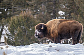 USA, Wyoming, Yellowstone National Park. Bison eating in snow.