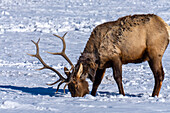 USA, Wyoming, Nationales Elch-Schutzgebiet. Elchbulle auf Nahrungssuche im Schnee.