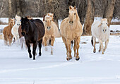 USA, Shell, Wyoming. Hideout Ranch with small herd of horses in snow. (PR,MR)
