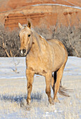USA, Shell, Wyoming. Hideout Ranch, einsames Pferd im Schnee (PR,MR)