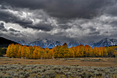 USA, Wyoming. Landschaft mit goldenen Espenbäumen und verschneiten Gipfeln, Grand Teton National Park