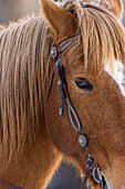 USA, Wyoming. Hideout Horse Ranch, Detailaufnahme eines Pferdes. (PR)