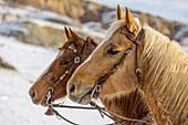 USA, Wyoming. Hideout Horse Ranch, horses at Rest in the snow. (PR)