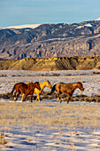 USA, Wyoming. Hideout Horse Ranch, Pferde im Schnee (PR)