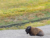Wyoming, Yellowstone National Park. Ausgewachsener Bisonbulle