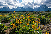 Arrowleaf balsamroot, Grand Tetons, Grand Teton National Park, Wyoming, USA