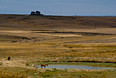 Landscape With Horses Near Merida