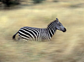 Zebra läuft in der Abenddämmerung durch Gras