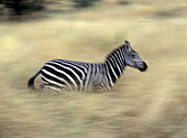 Zebra Running Through Grass At Dusk