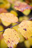 Baumblätter in Herbstfarben