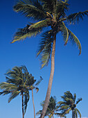 Niedriger Blickwinkel auf Palmen vor blauem Himmel