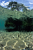 New Zealand, Matapouri Estuary; Northland, Mangrove Tree on Sand From Underwater